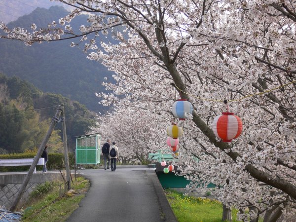 (2405)那賀川堤の桜