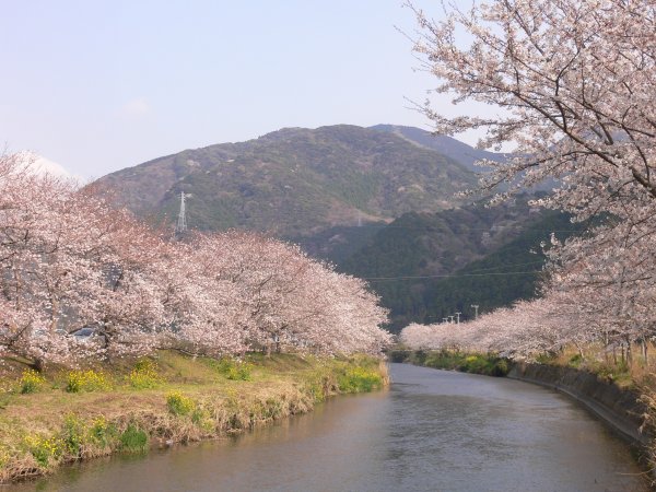 (2406)那賀川堤の桜