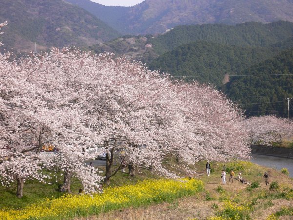 (2407)那賀川堤の桜