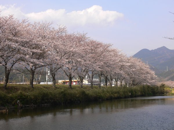 (2408)那賀川堤の桜