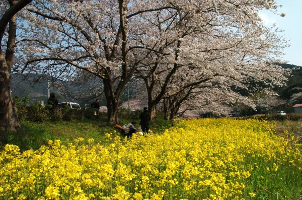 (2409)那賀川堤の桜