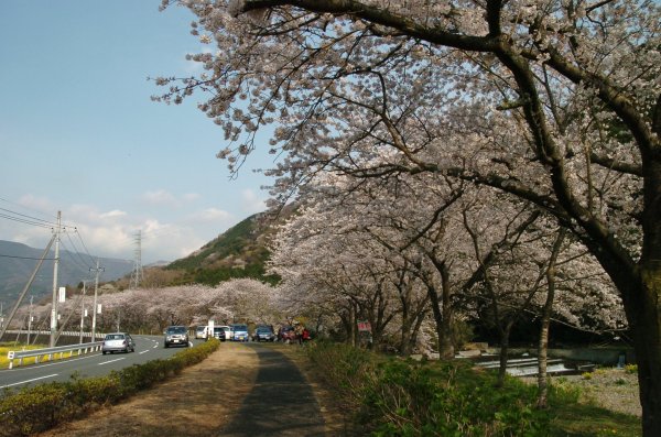 (2410)那賀川堤の桜