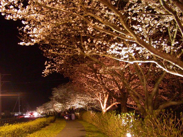 (2411)桜のライトアップ