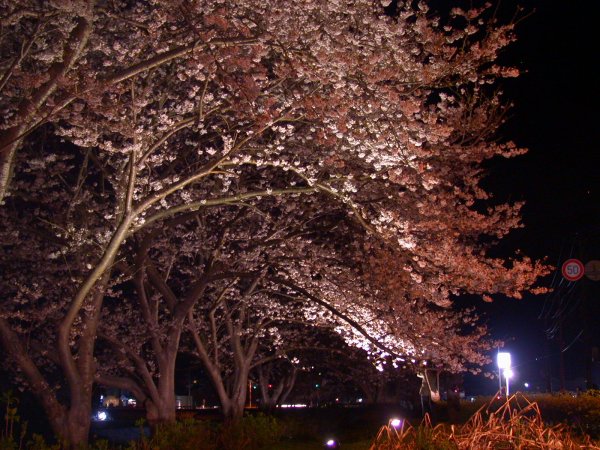 (2412)桜のライトアップ