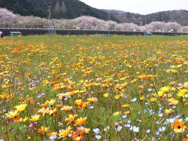 (2414)花畑と桜