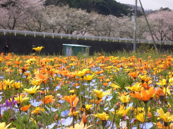 (2415)花畑と桜