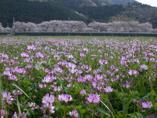 (2418)レンゲ畑と桜