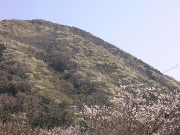 (2434)雲見見山の山桜