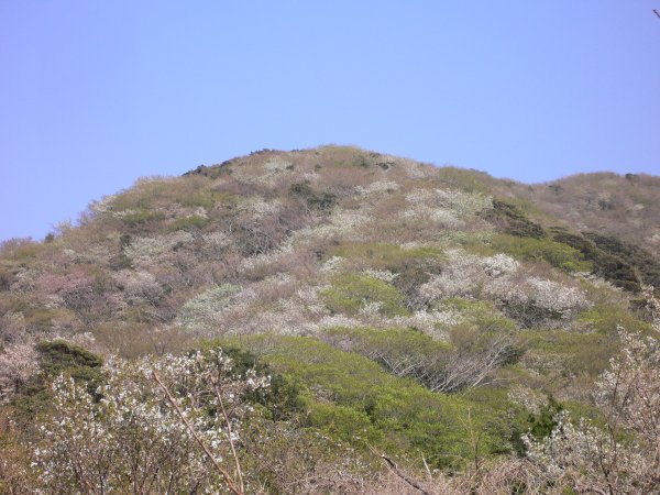 (2435)雲見権左平山の山桜