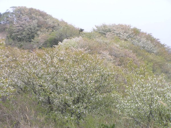 (2437)高通山の山桜