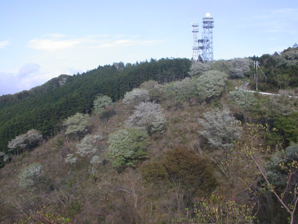 (2439)暗沢山の山桜