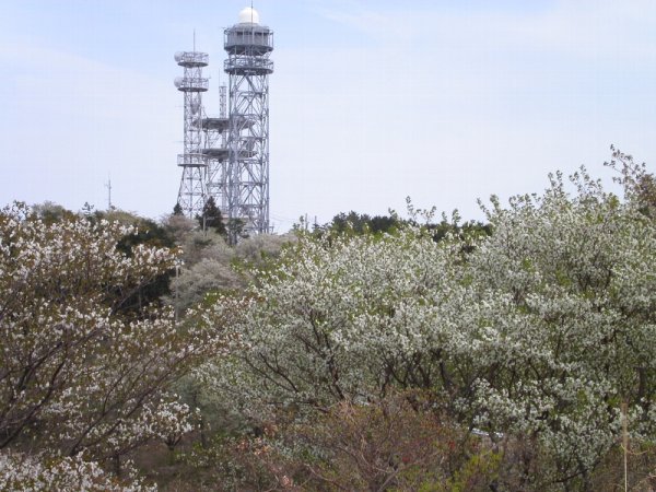 (2440)暗沢山の山桜