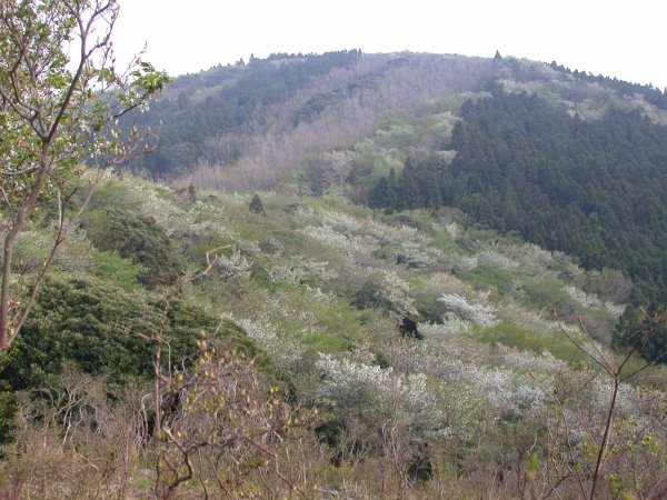 (2441)大峠の山桜