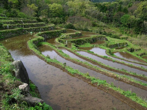 (2442)棚田
