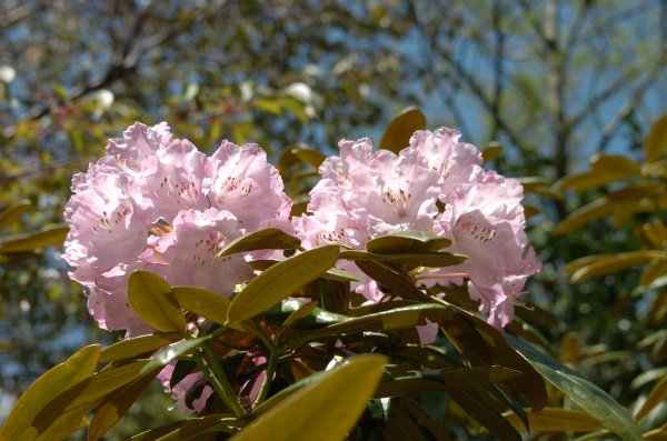 (2462)京丸シャクナゲ（植栽）