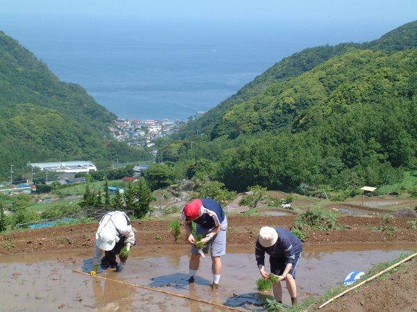 (2471)棚田田植え祭