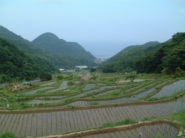 (2479)棚田