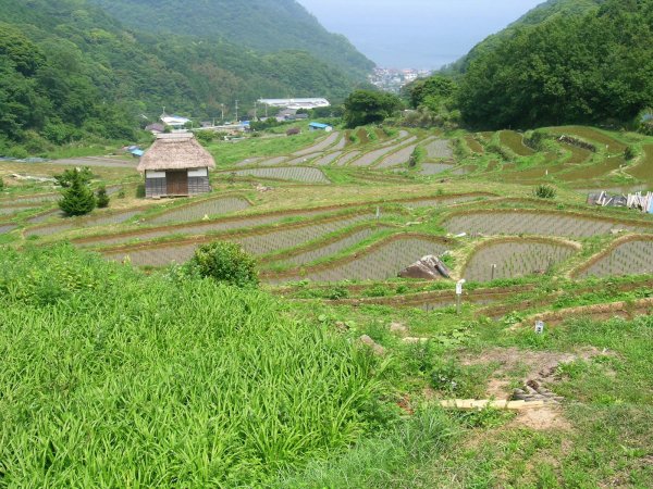 (2483)棚田