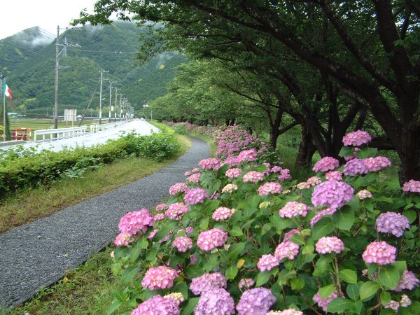 (2490)那賀川のアジサイ