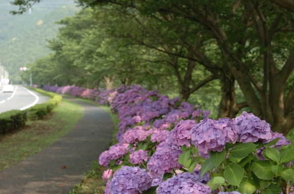 (2495)那賀川のアジサイ