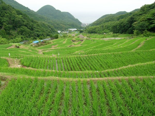 (2512)棚田