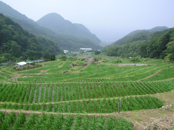 (2513)棚田