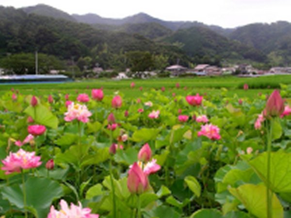 (2529)はすの花