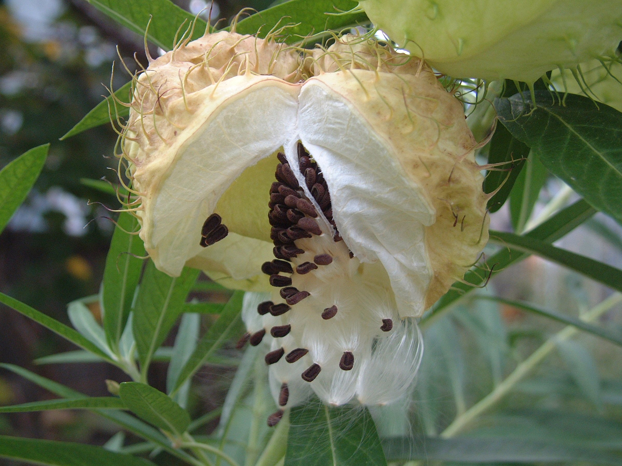2571 フウセントウワタ 松崎町
