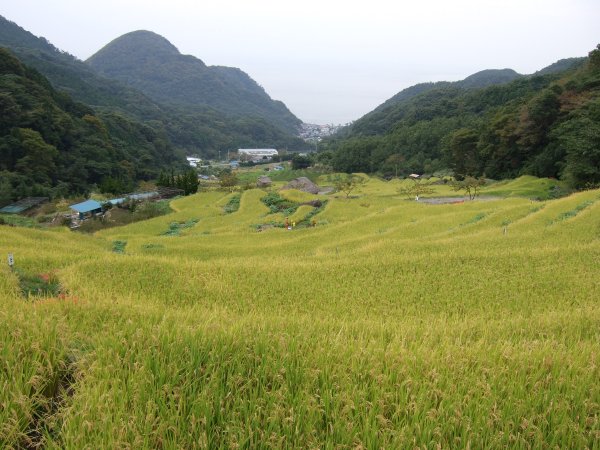 (2589)棚田