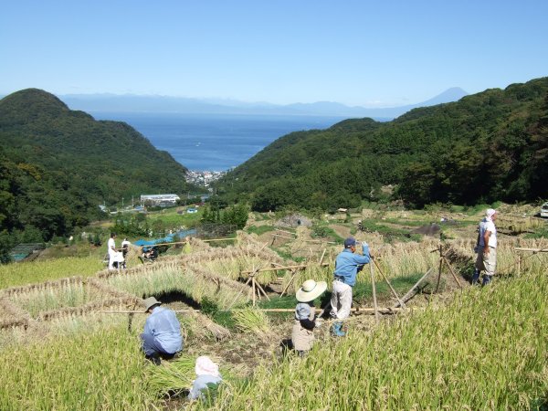 (2591)棚田収穫祭