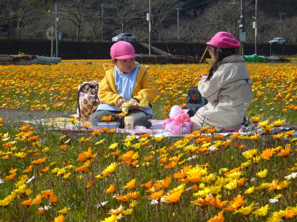 (2649)中幼花畑