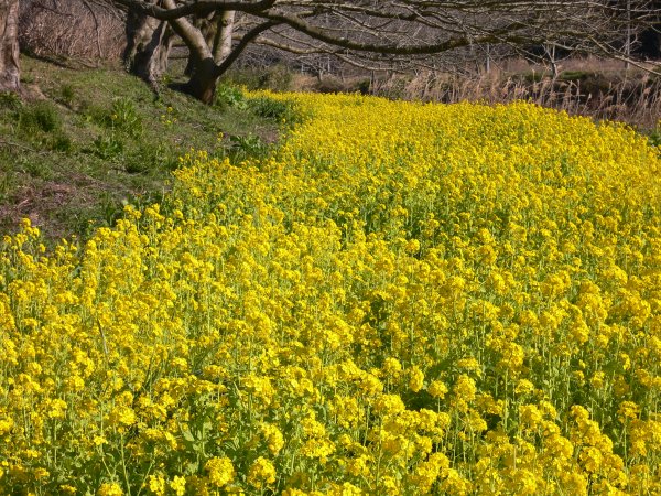 (2650)菜の花