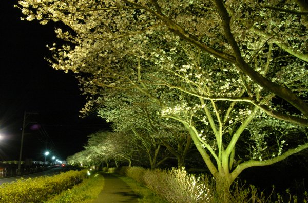 (2662)夜桜ライトアップ