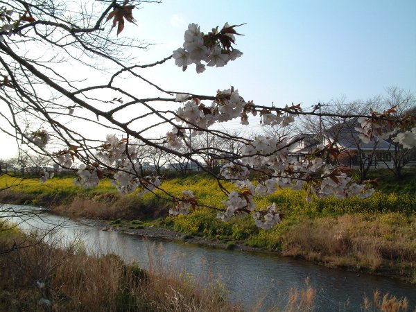 (2663)桜と菜の花