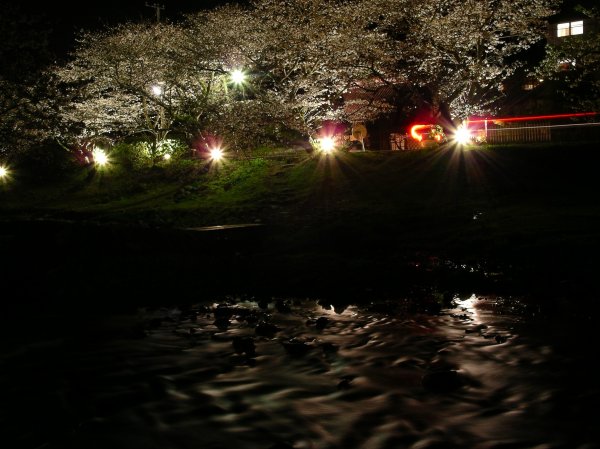 (2666)大沢の桜