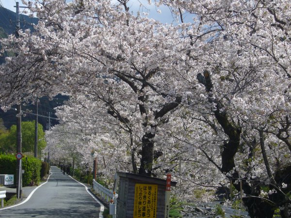 (2668)大沢の桜