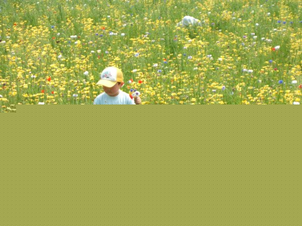 (2675)花摘み