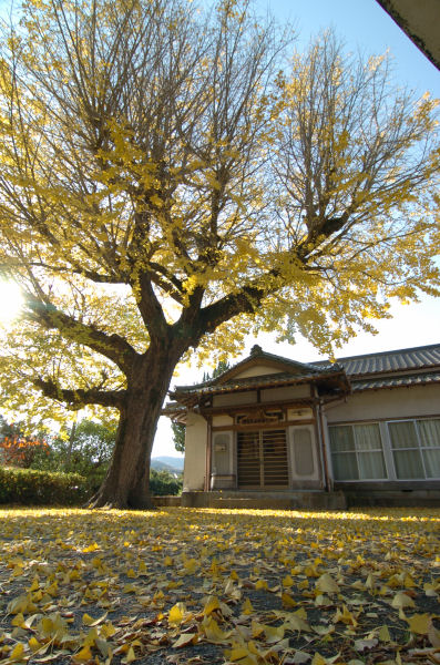 (2726)那賀公民館イチョウ