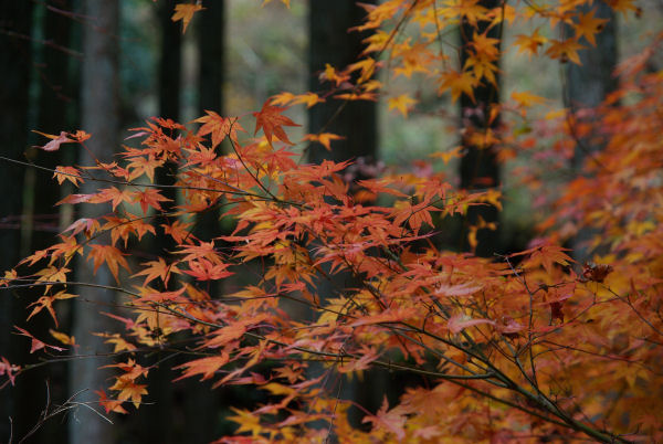(2733)紅葉