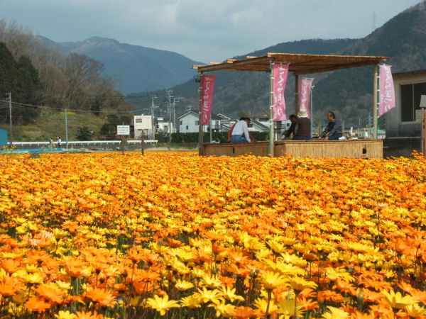 (2744)花畑の足湯