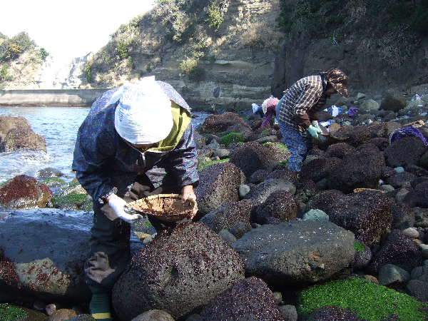 (2748)磯海苔採り