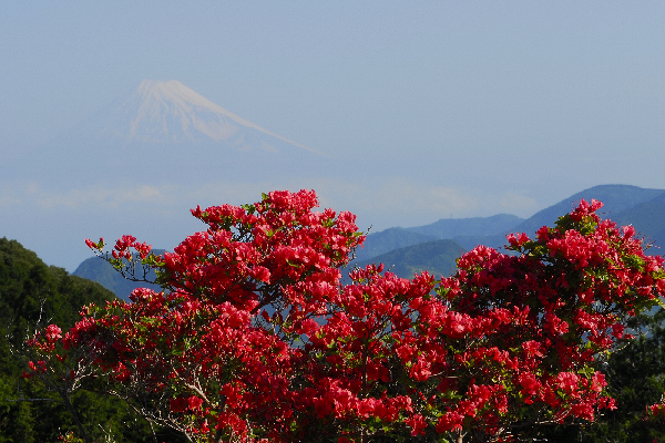 (2753)ツツジと富士山