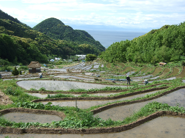 (2758)石部棚田