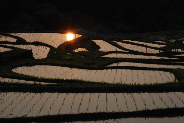 (2760)棚田の夕景