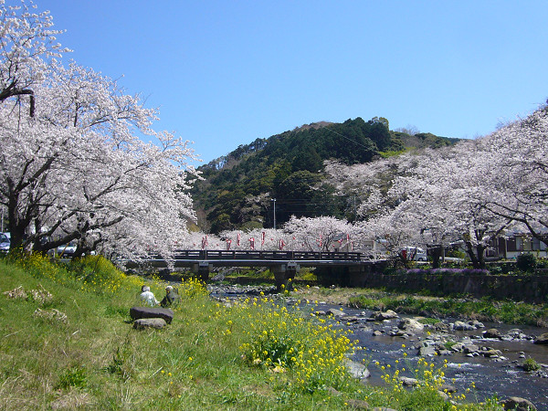 (2761)大沢の桜