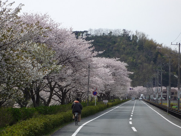 (2763)那賀バイパスの桜並木