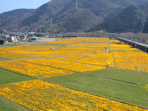 (2771)田んぼをつかった花畑