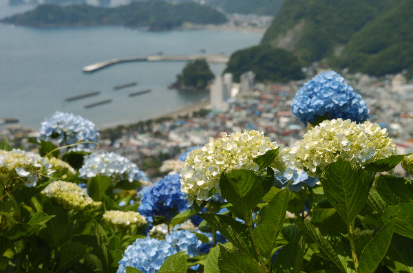 (2773)牛原山アジサイ