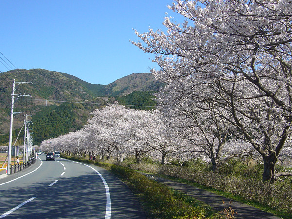 (2777)那賀川沿いの桜並木