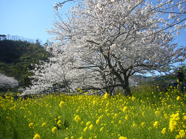 (2778)菜の花と桜